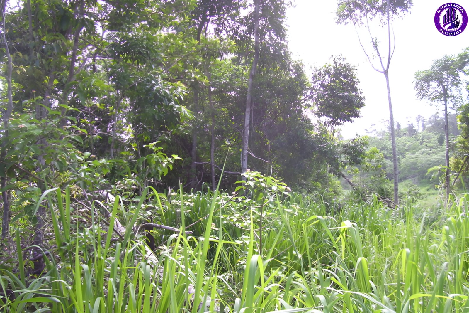 514 Dunwoody Road, Ball Bay, Qld 4741